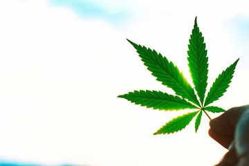 Large sheet of cannabis, marijuana close-up on blurred background. Copy space. Concept of growing hemp