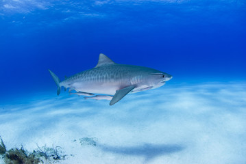 Tiger Shark with shadow on the sand in clear blue water