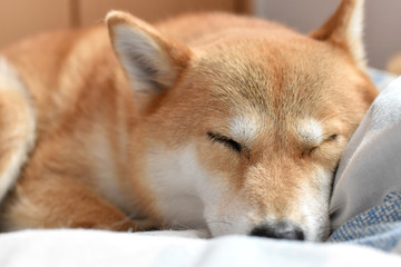 柴犬・昼寝