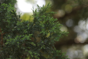 Fototapeta na wymiar Close up Pine Tree Leaves in Fall Season
