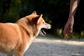 柴犬・手