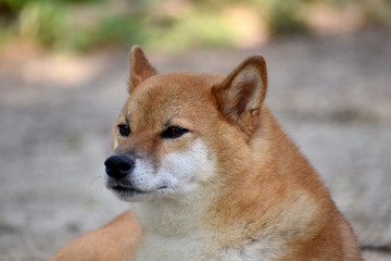 柴犬・休憩中