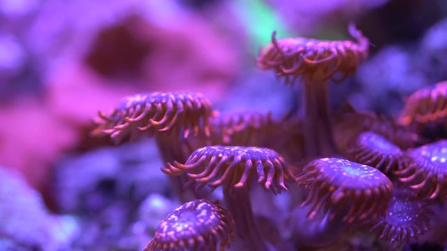utter chaos zoa corals 
