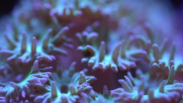 close up of trumpet coral