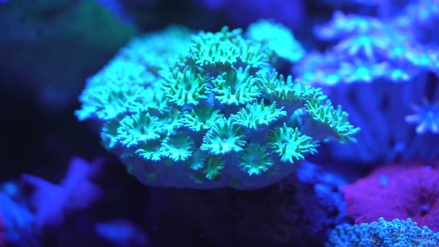 close up of trumpet coral