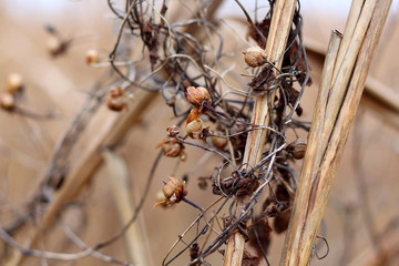 Dried stems and seeds cairica convolvulaceae (farbitis, Ipomea) at winter. Closeup
