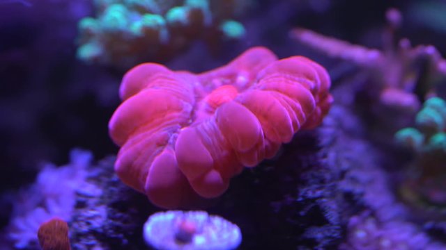 red cynarina coral