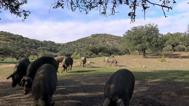 4K, Black Iberian pigs grazing through the oak trees in grassland Extremadura. Spain dehesa landscape. Spanish hogs in field a day of winter. Agricultural farm-Dan