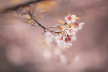 Cherry blossom flowers , sakura flowers in pink background vintage style