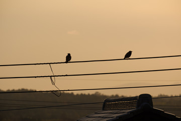 電線に止まる鳥