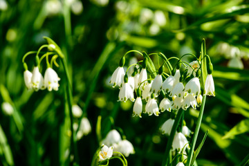Beautiful blooming lily of the valley in the summer garden