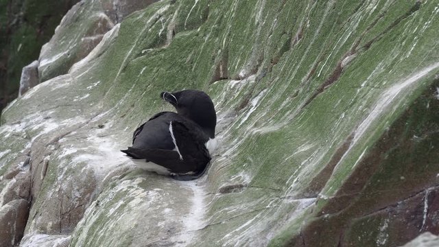 Razorbill (Alca torda). Inner Farne