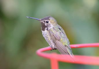 Anna's Hummingbird Perched on a Plant Cage