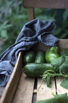 Freshly harvested cucumbers (cucumis sativus) with leaves in a wooden crate