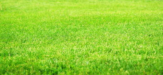 Fototapeta na wymiar Green fileld of grass