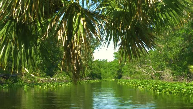 River flows through the rainforest in the jungle. Tropical Rainforest Landscape. Tropical river with forest on the banks. Tropical river, jungle. Camera moves above the surface of the water. 4K.