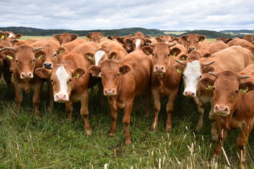 A herd of photogenic heifers on grazing