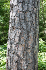 Baumrinde einer Fichte