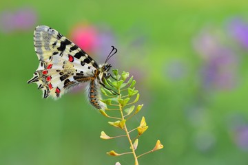 Zerynthia cerisyi  85