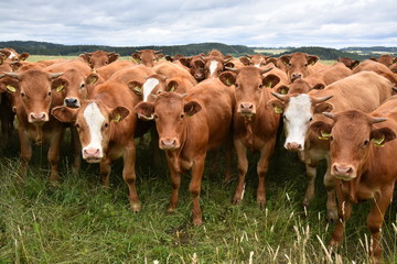 A herd of photogenic heifers on grazing