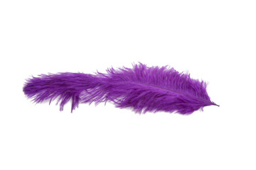 fluffy feather in purple color isolated on the white