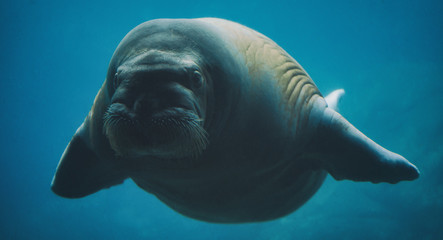 Swimming walrus under water