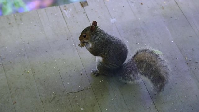 A squirrel feeds on birdseed that has fallen on a deck