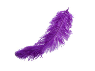 fluffy feather in purple color isolated on the white