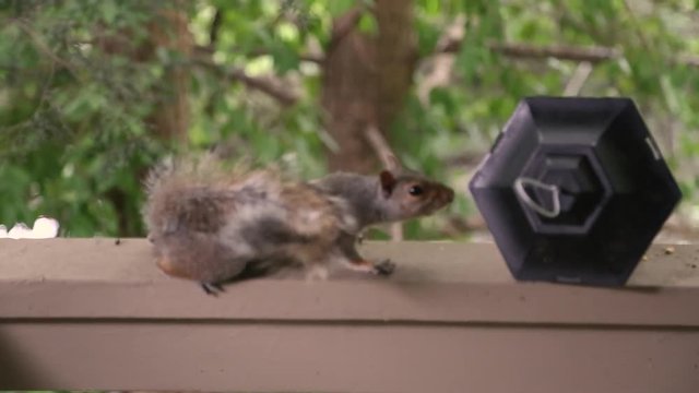 A scheming squirrel attacks the remains of a bird feeder it knocked down.