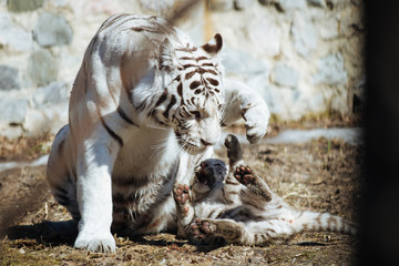 Funny bengal tiger cub playing with his mother