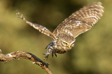 Little owl. Athene noctua