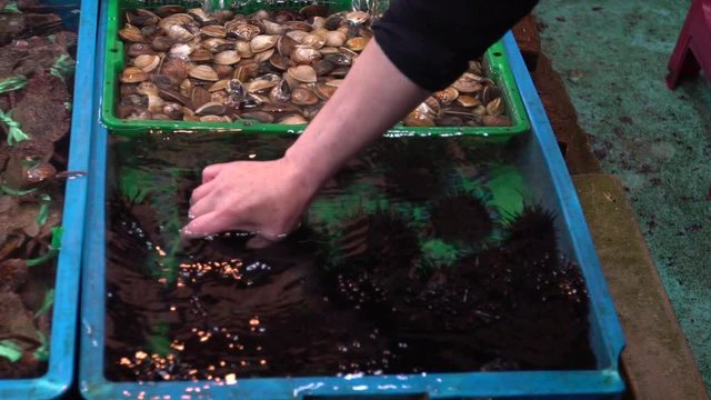 Slow Motion of asian woman holding with hand a sea urchin. Work in a traditional seafood market stand, sell fresh food of Fuji Fish Market in New Taipei. Vendor is selling echinus at marketplace.-Dan