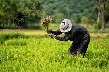 Farmers are planting rice in the rice paddy field.Farmers grow rice in the rainy season.