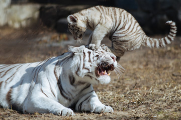 Funny bengal tiger cub jumping on mother's head