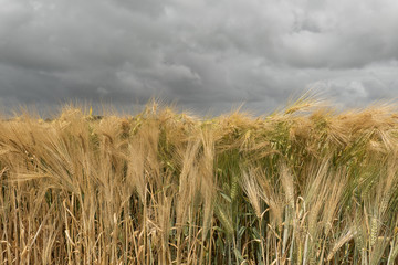 Naklejka premium Barley