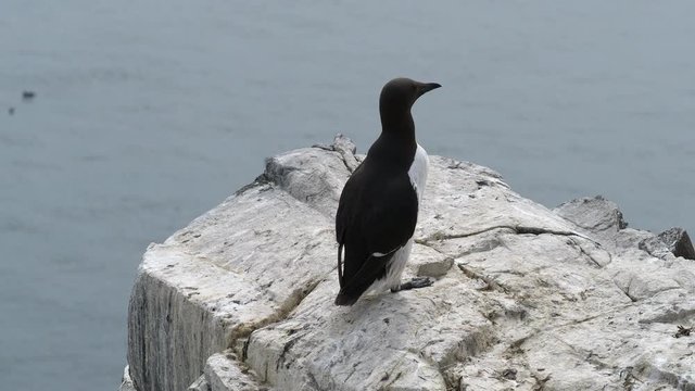 Guillimot (Uria aalge) on a rock. inner farne.