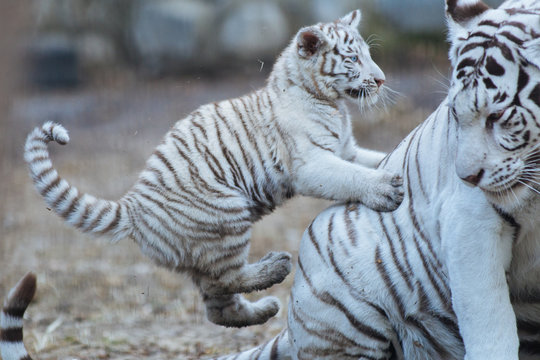 Funny Bengal Tiger Cub Playing With His Mother