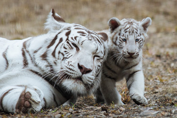 Bengal tiger cub with mother