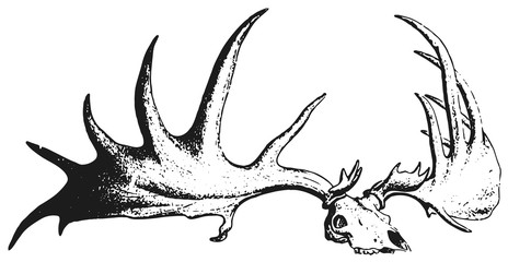 Deer #vector #isolated Hirsch