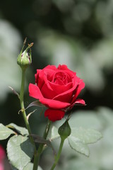 Blooming Red Rose in Spring with Green Background
