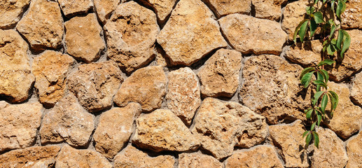 Old stone wall with ivy as background. Wide photo.