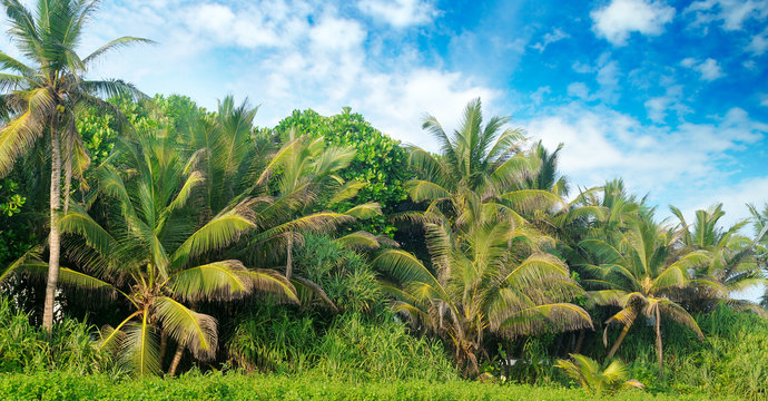 Tropical palms on the sandy beach . Wide photo.