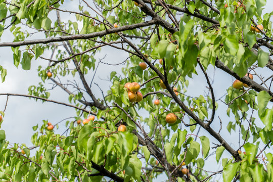 Branch of an apricot tree with ripe fruits against solid blue sky in summer.
