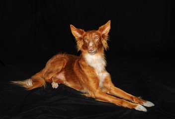 Portrait eines Hundes