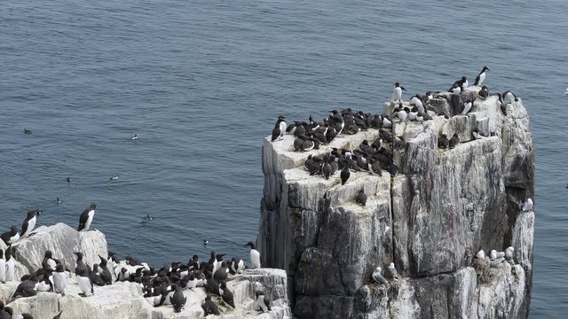 Colony of Guillimots (Uria aalge) on a rock. inner farne.
