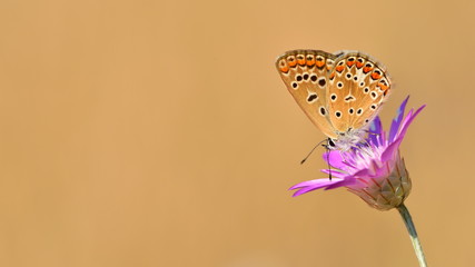 Polyommatus icarus  97