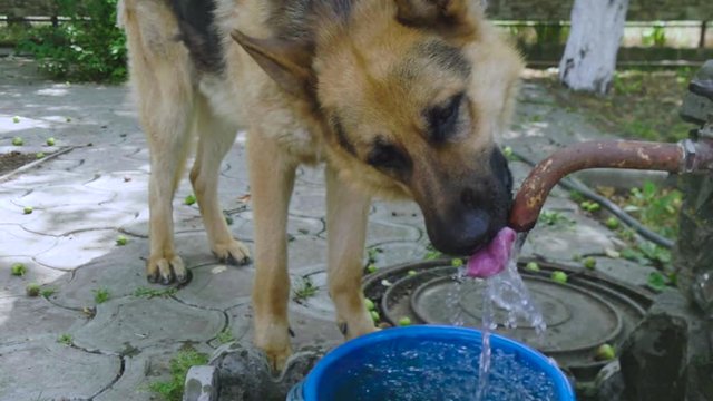 German Shepherd drinks water from a water tap