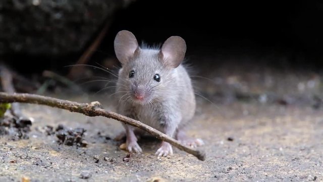 Mice feeding in urban house garden in the UK.