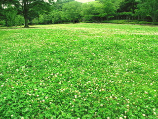 白詰め草咲く初夏の草原と林風景