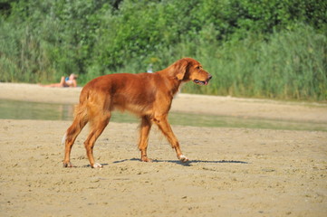 Hund am Strand an einem warmen Sommertag